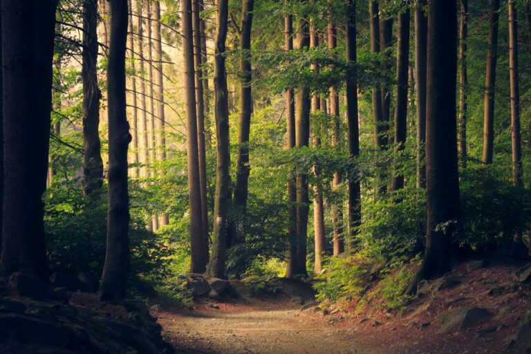 Indian forest rights and sustainable wood seen through a forest canopy